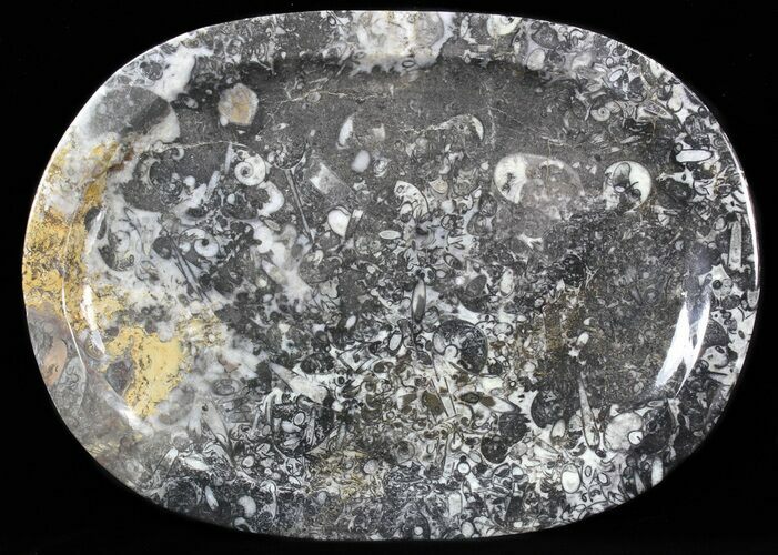 / Fossil Orthoceras & Goniatite Plate - Stoneware #40383